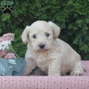 River, West Highland Terrier Puppy